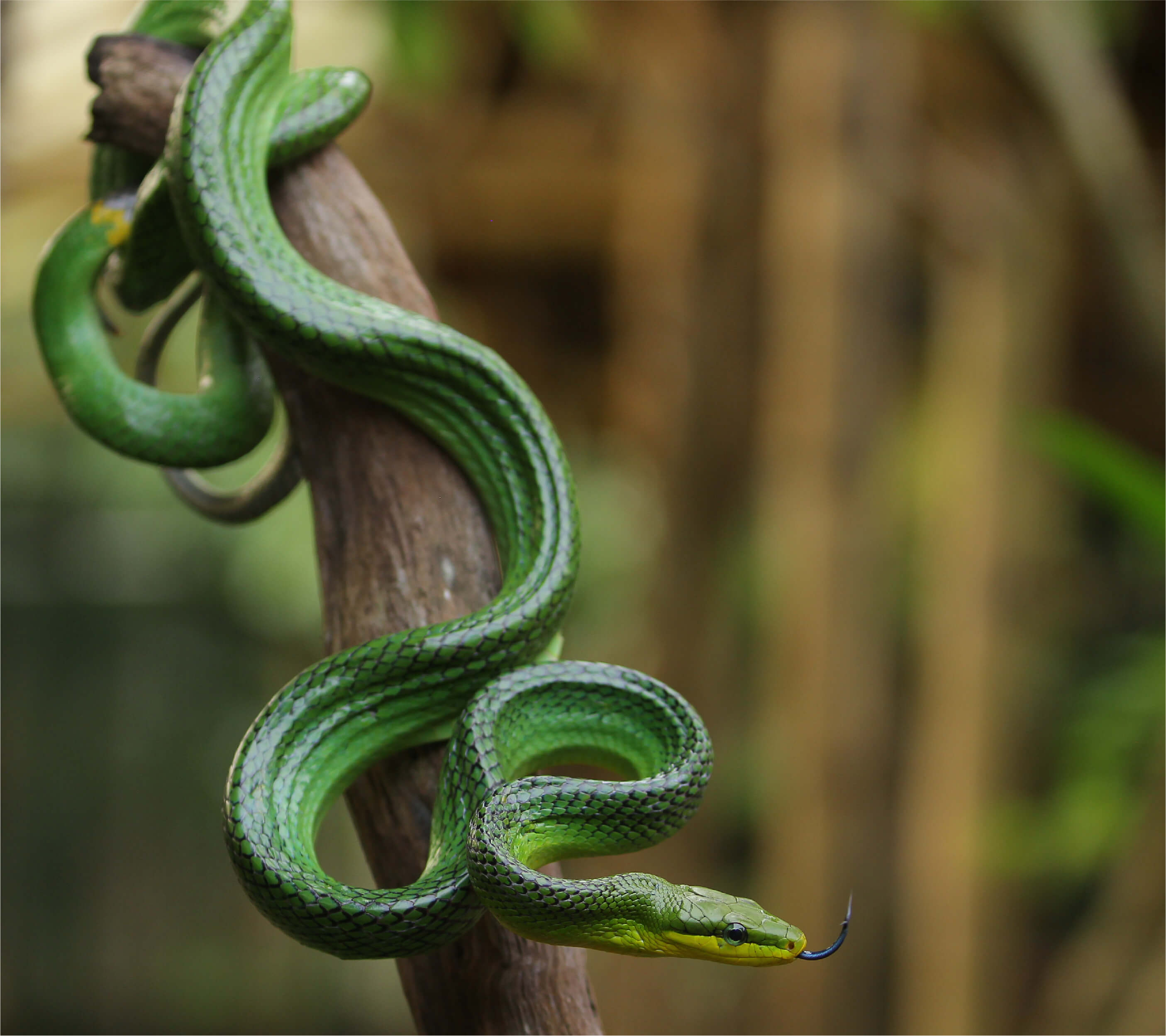 Close-up of beautful green snake at Reptilia Whitby.