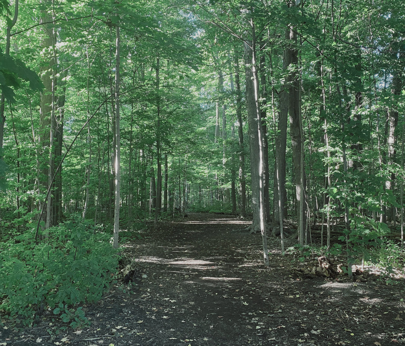 Vellore Wood Trails